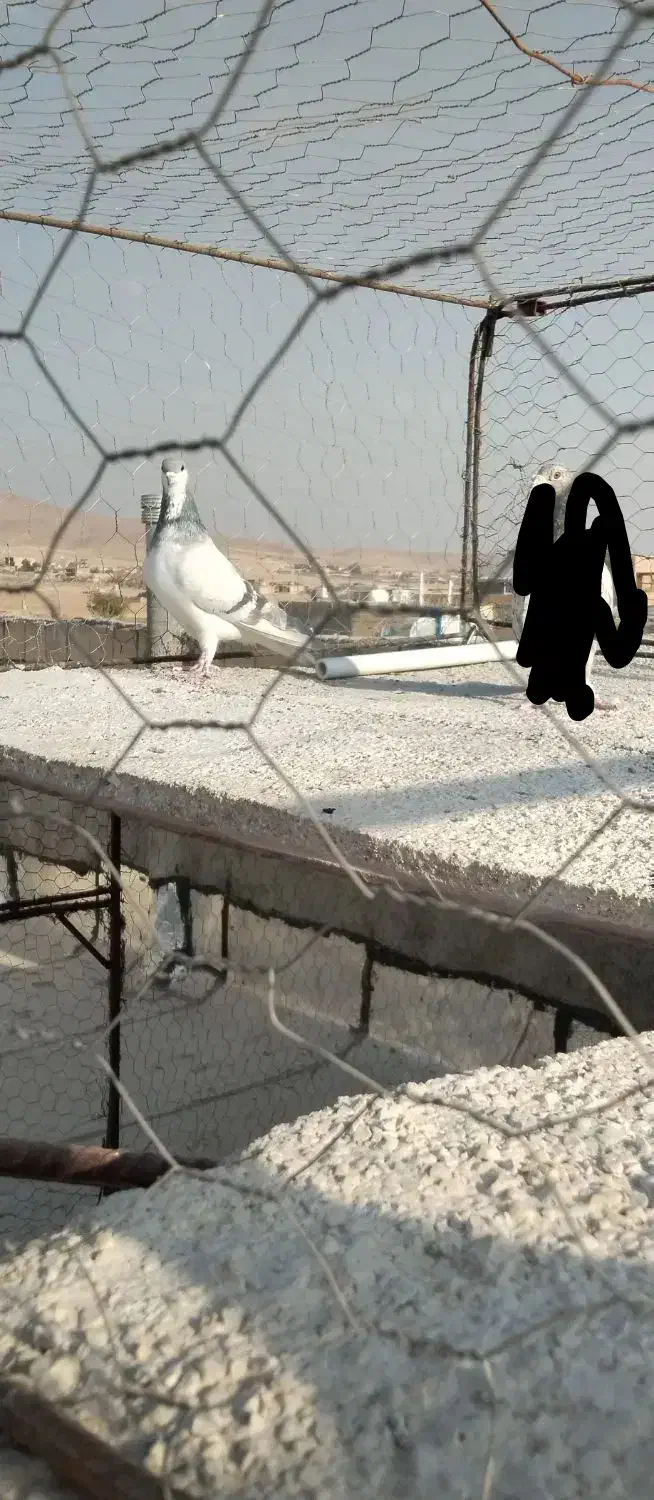 بدرنگ آبی دست اولی|پرنده|شیراز, میانرود|دیوار