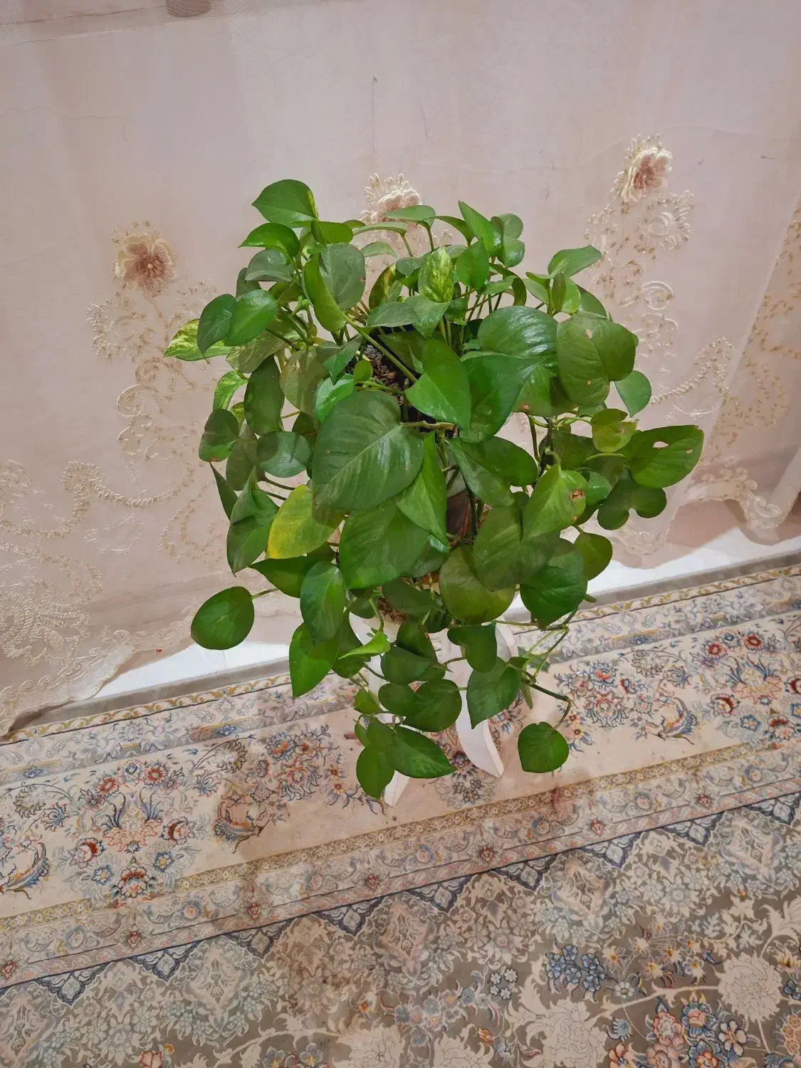 گل طبیعی|گل مصنوعی|نورآباد, |دیوار