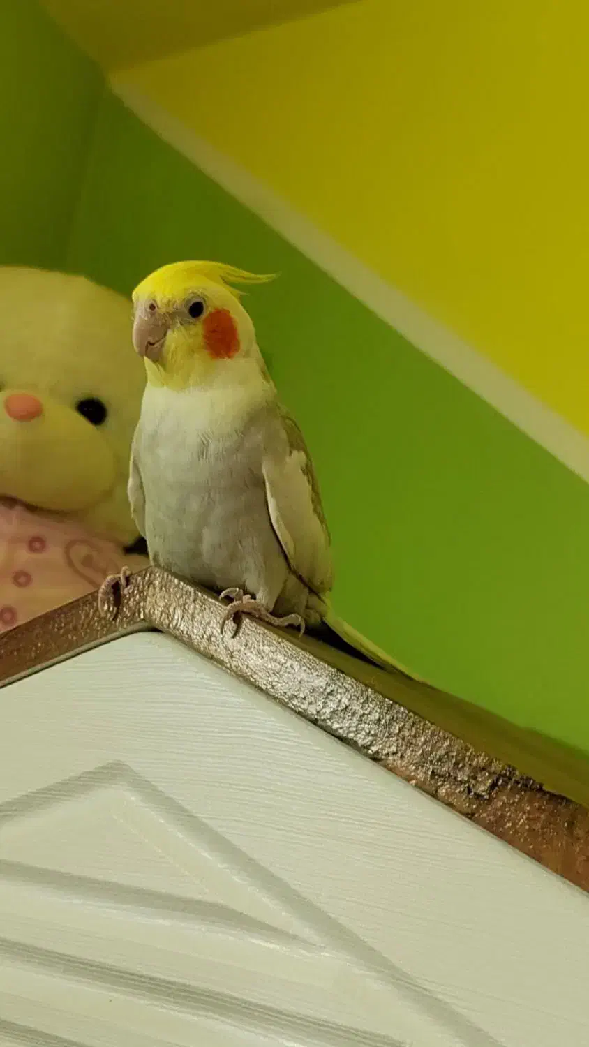 جوجه عروس هلندی ابلغ|پرنده|مشهد, موعود|دیوار