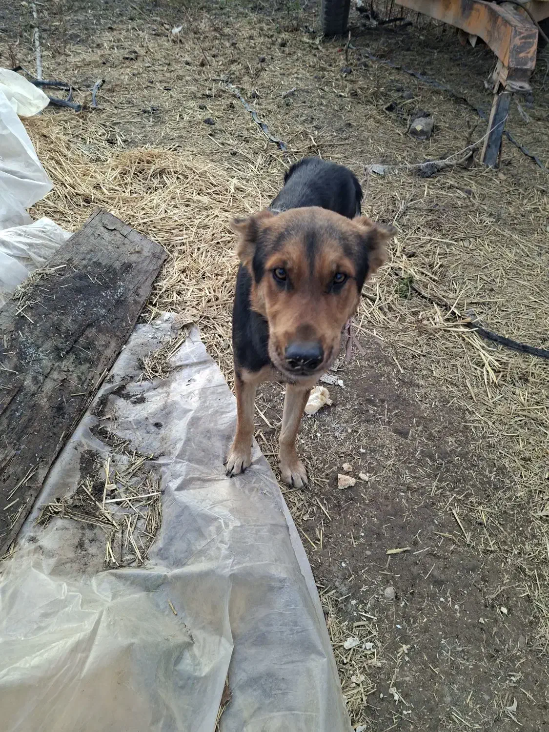 سگ ژرمن|سگ|گنبد کاووس, |دیوار