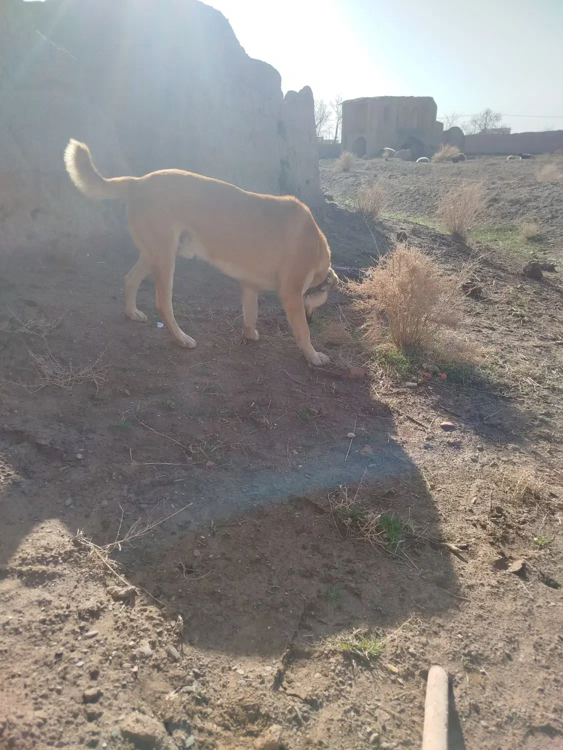 سگ گ|سگ|نیشابور, فضل|دیوار