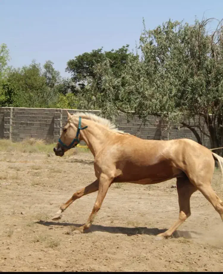 اسب اصیل ترکمن|اسب و تجهیزات اسب‌سواری|تهران, بوستان چیتگر|دیوار