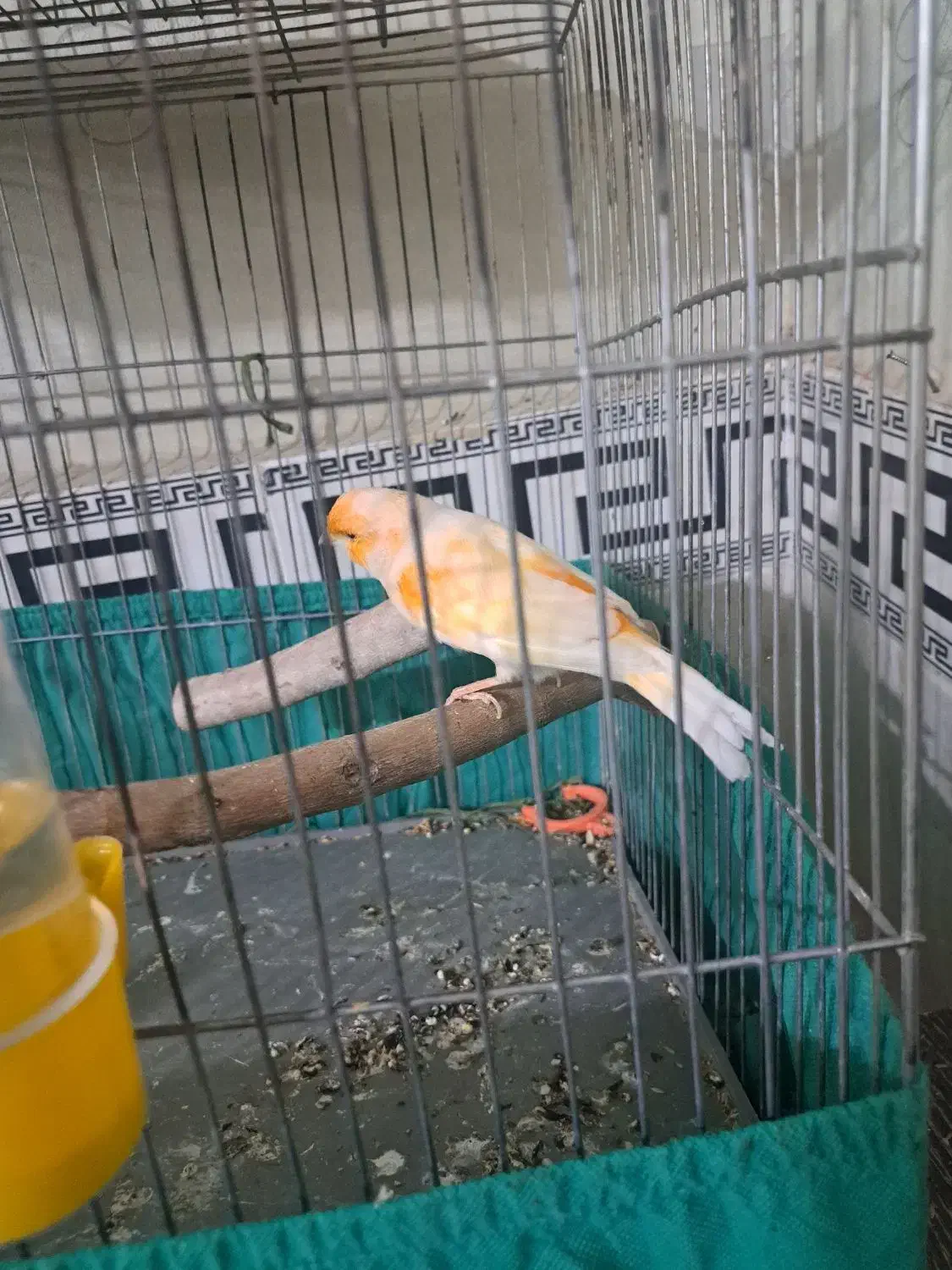 قناری نر|پرنده|پاکدشت, پاکدشت (مامازند)|دیوار