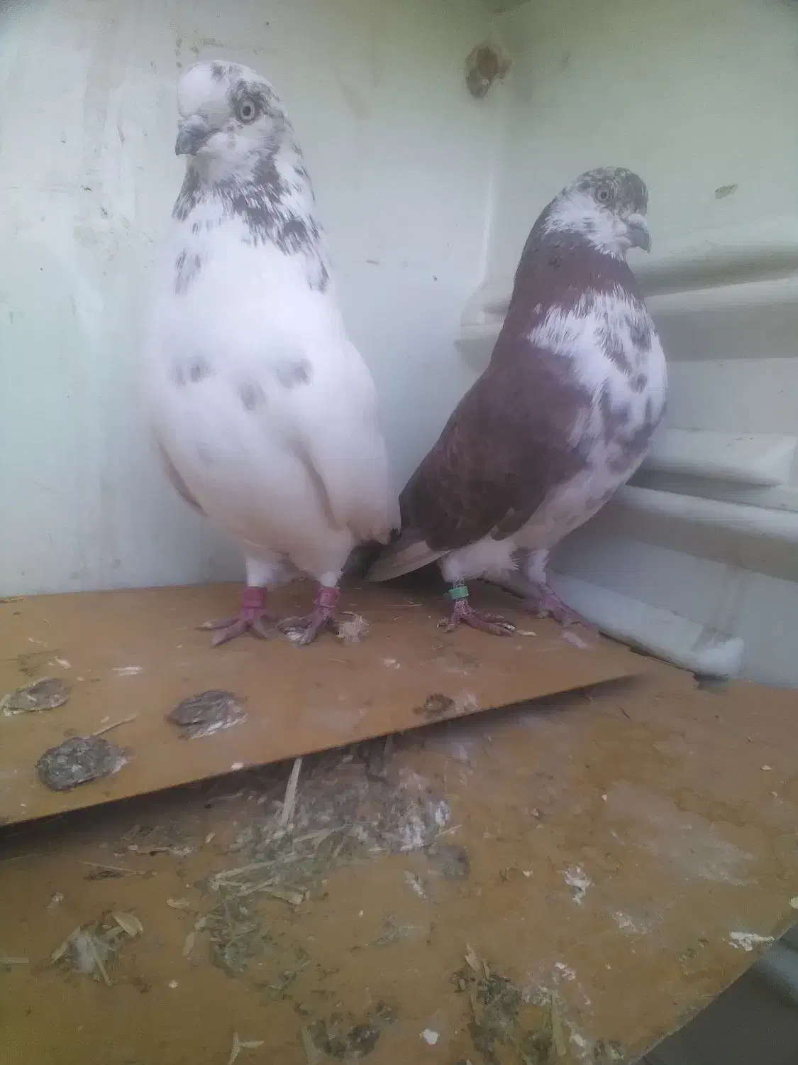 کبوتر رفتنی|حیوانات|نوشین شهر, |دیوار