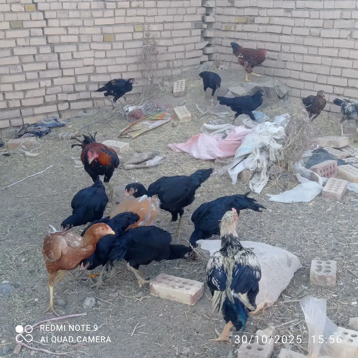 تخم مرغ لاری|حیوانات مزرعه|خوسف, |دیوار