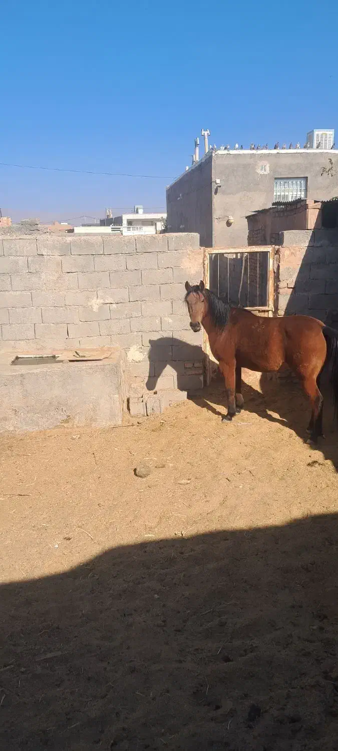 اسب عرب|اسب و تجهیزات اسب‌سواری|سبزوار, کهنه آب|دیوار