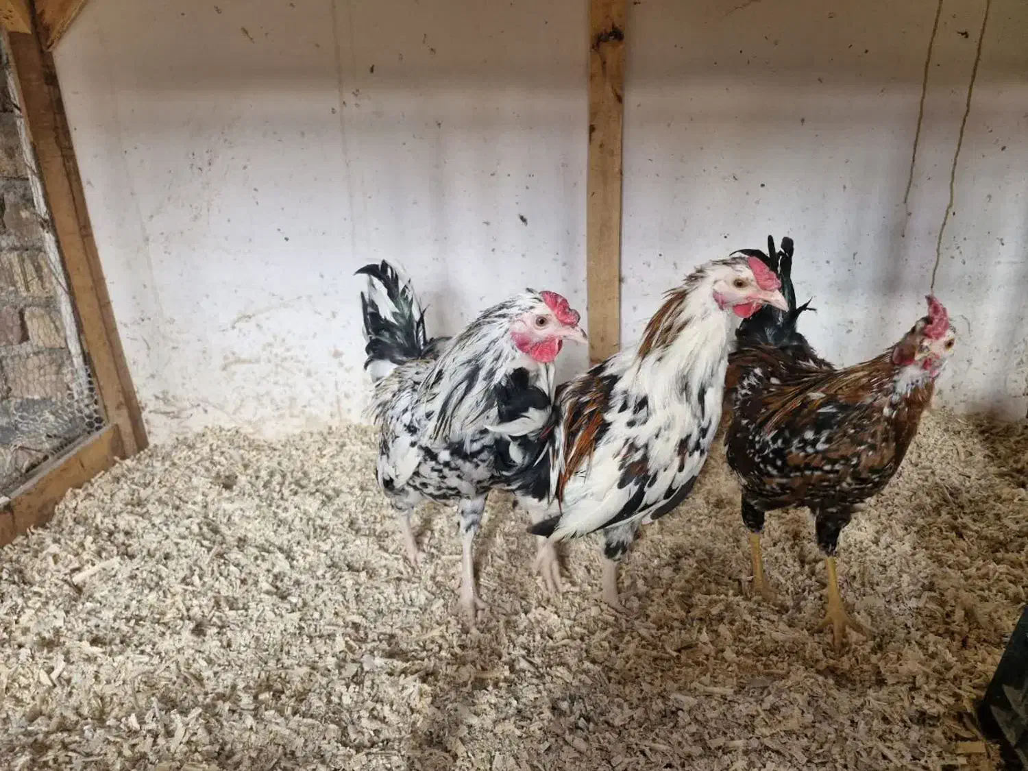 نیمچه و مولد های ویژه|حیوانات مزرعه|قم, بوستان جوان|دیوار