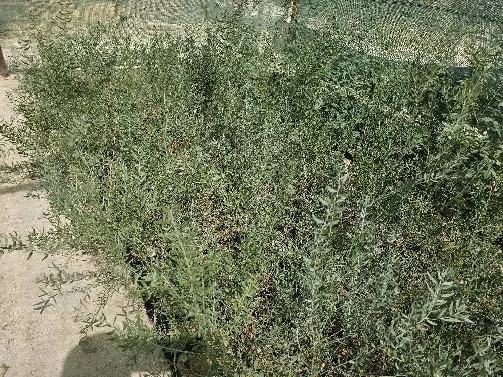 بذر آکاسیا ویکتوریا|خدمات باغبانی و درختکاری|لامرد, |دیوار