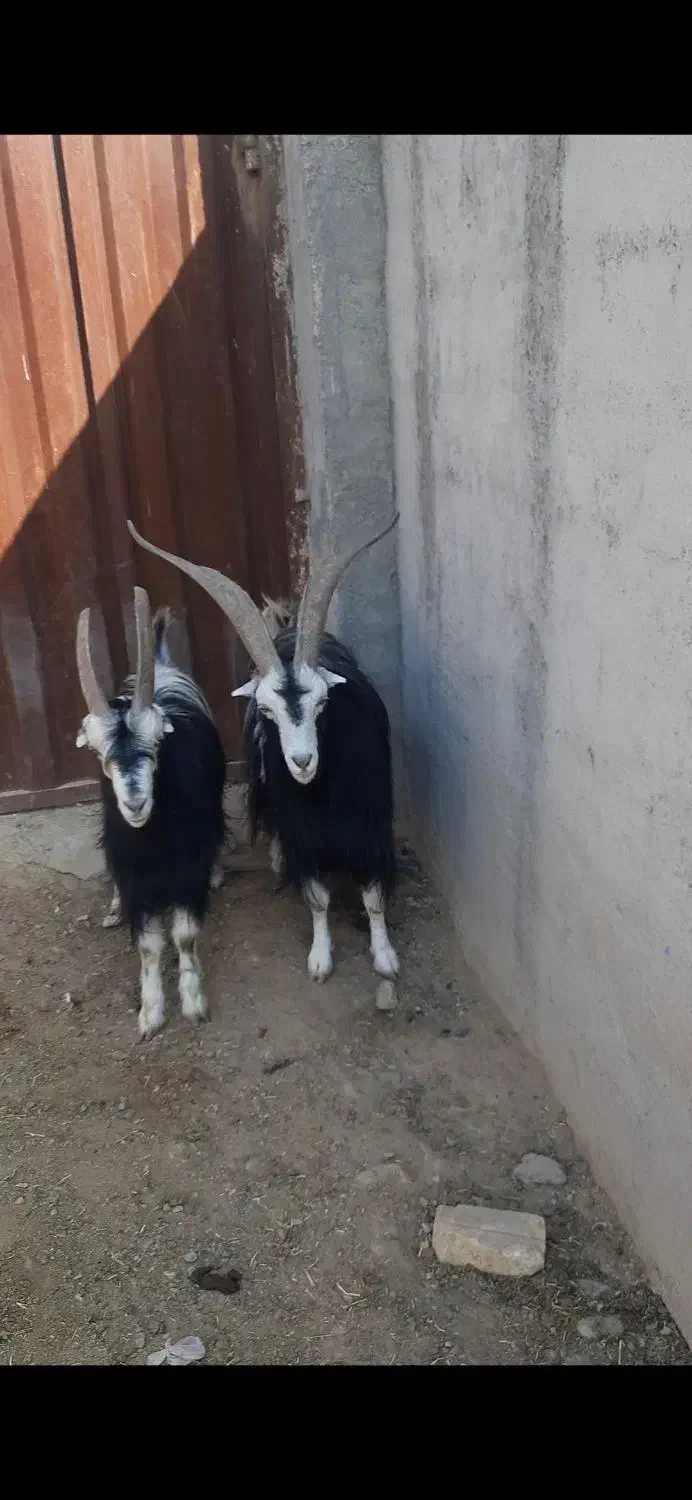 نربز|حیوانات مزرعه|پیشوا, |دیوار