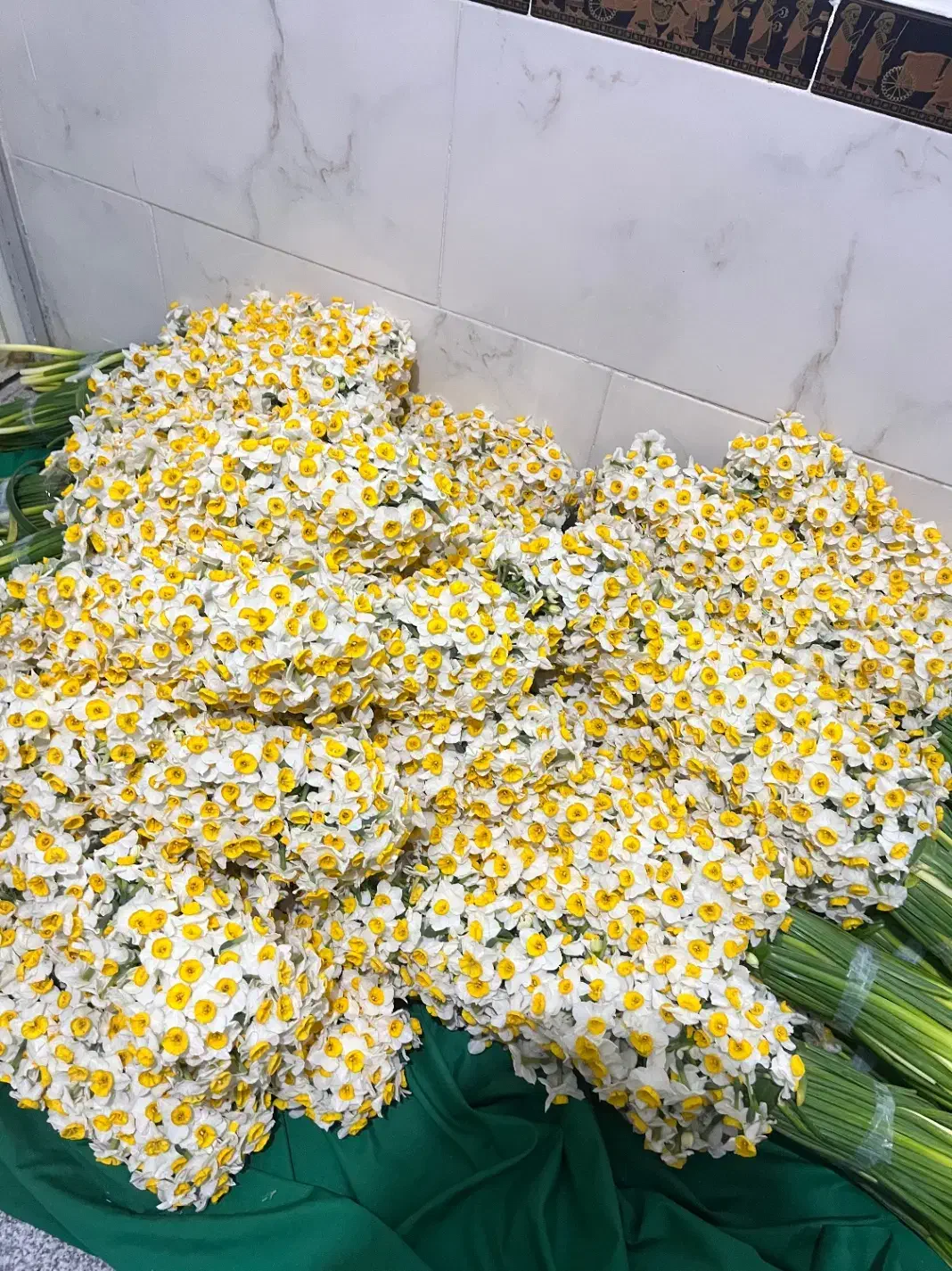 گل نرگس|گل و گیاه طبیعی|شیراز, شهرک بهار|دیوار