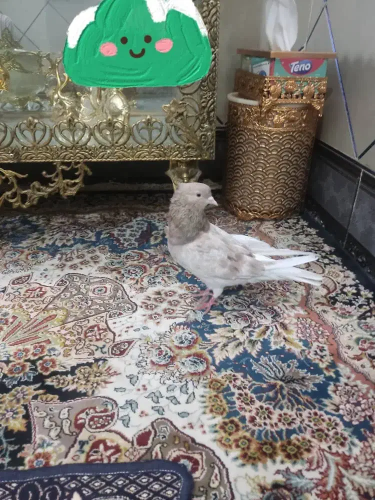 کفتر|پرنده|کهنوج, |دیوار