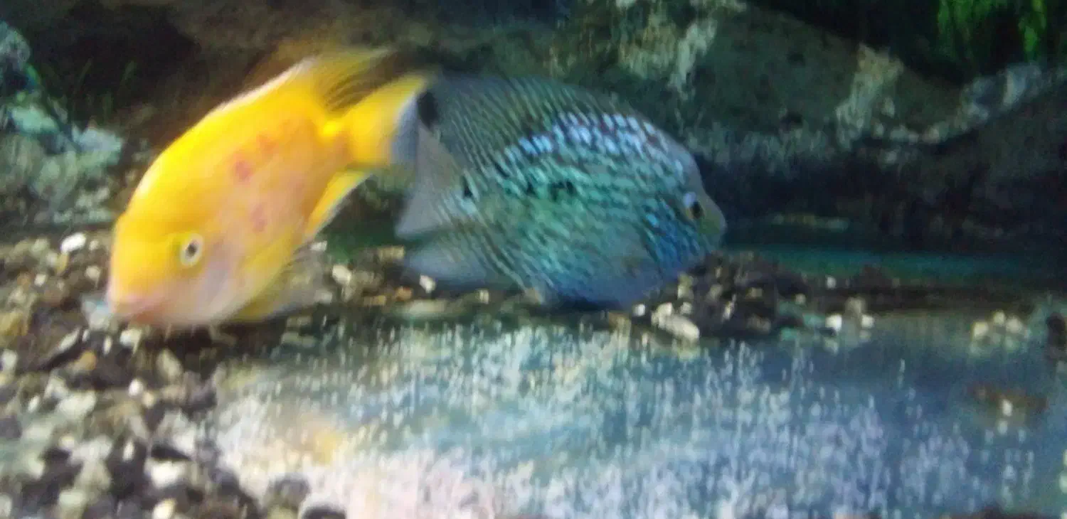 جفت گیری ماهی پرت با تگزاس|ماهی|میاندوآب, |دیوار