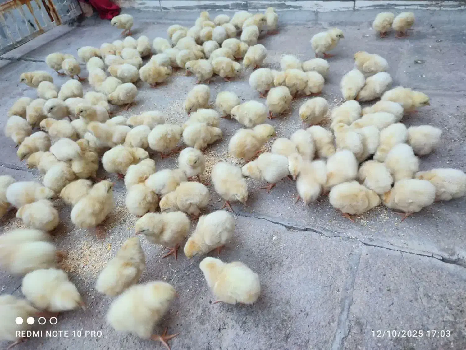 جوجه قاطی|حیوانات مزرعه|اردکان, |دیوار