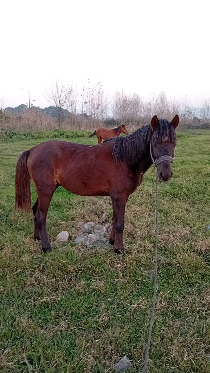 فروش اسب|اسب و تجهیزات اسبسواری|لاهیجان, بازکیاگوراب|دیوار