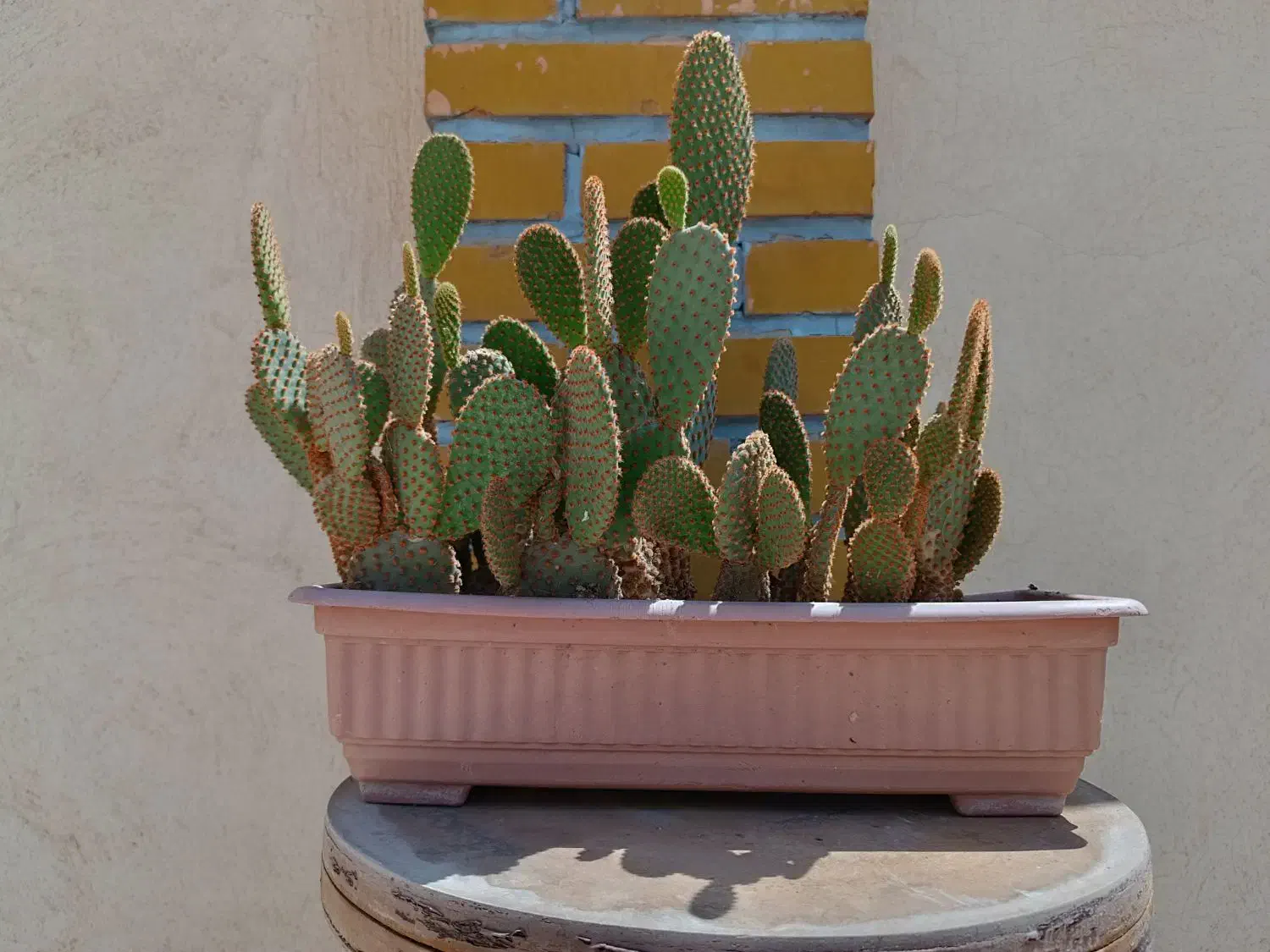 بونسای کراسولا(خرفه)+کاکتوس|گل و گیاه طبیعی|اسلامشهر, شهرک واوان|دیوار