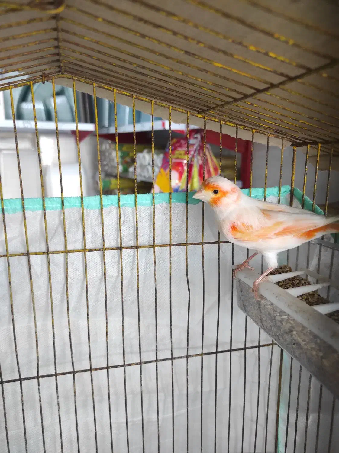 قناری نر مست مست|پرنده|خورموج, |دیوار