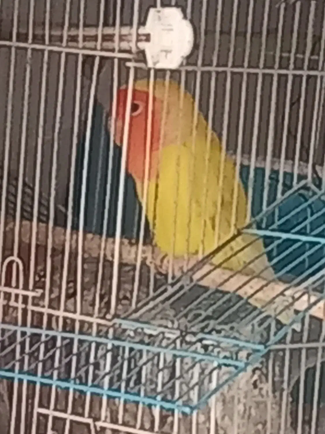 کوتوله|پرنده|چناران, |دیوار