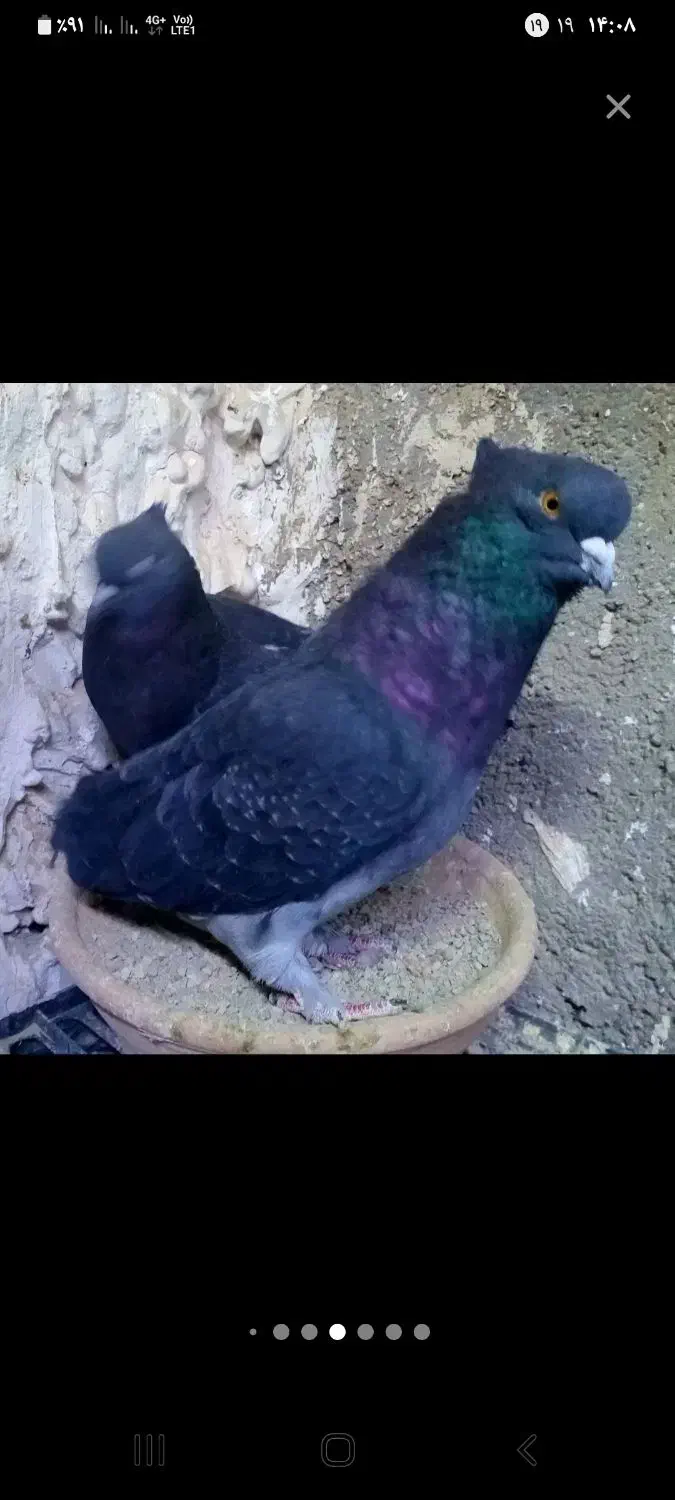 امروزیه‌ماده‌سفیدچش‌سیاه‌گم‌کردم،کم‌پره|پرنده|کوهدشت, |دیوار