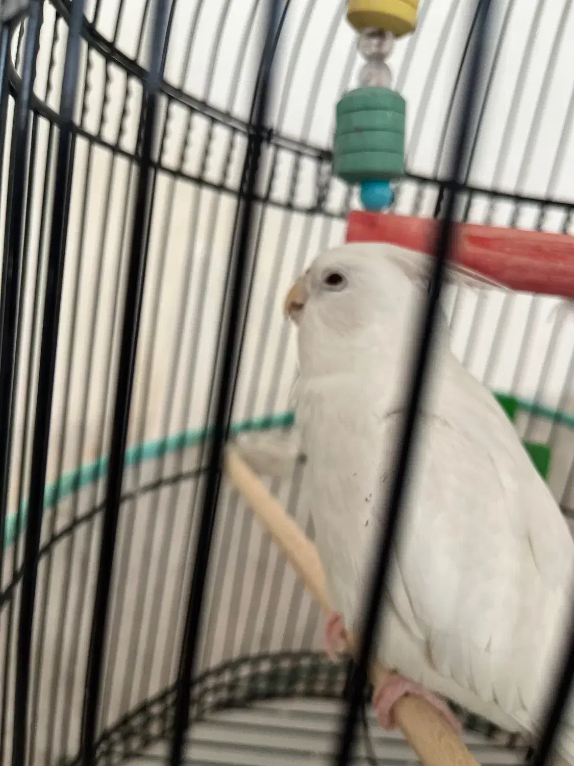 عروس هلندی|پرنده|کاشان, درب باغ|دیوار