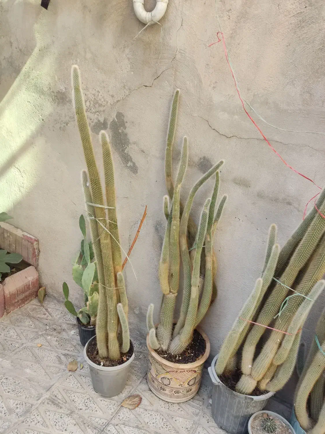 کاکتوس|گل و گیاه طبیعی|ملارد, |دیوار