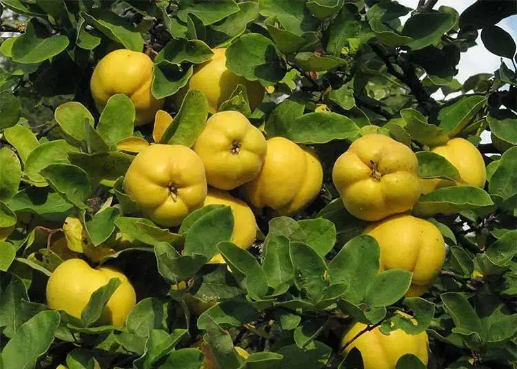 نهالستان پالیز دارای ارقام متنوع اصلاح شده وپیوندی|خدمات باغبانی و درختکاری|ماسوله, |دیوار