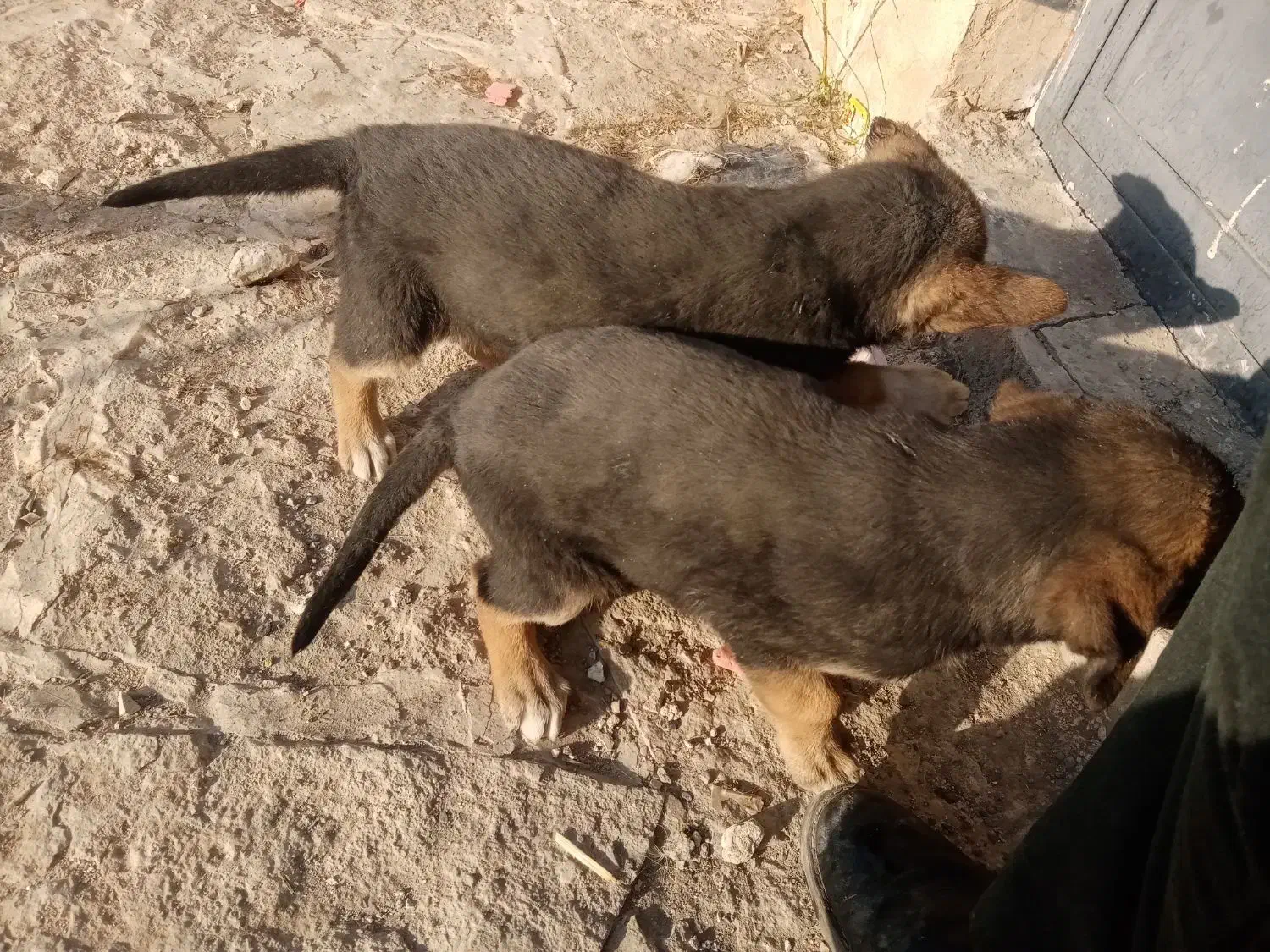 توله مالینویز وژرمن|سگ|گلبهار, شهر جدید گلبهار|دیوار