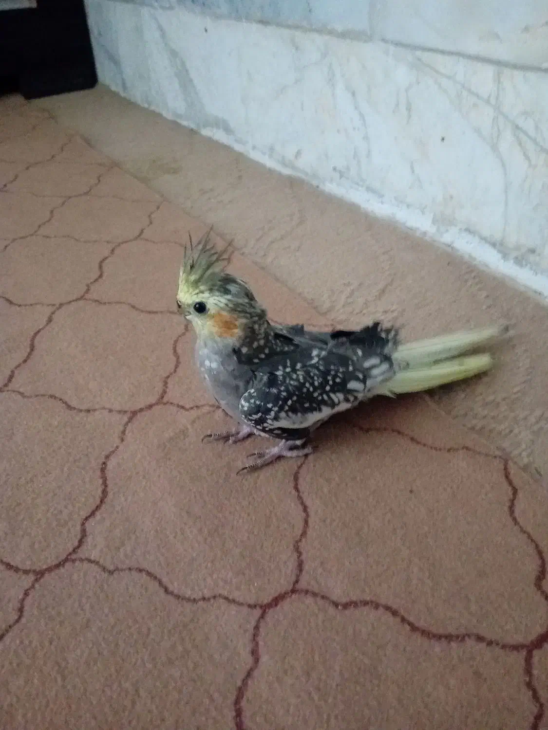 عروس هلندی نر|پرنده|بجنورد, |دیوار