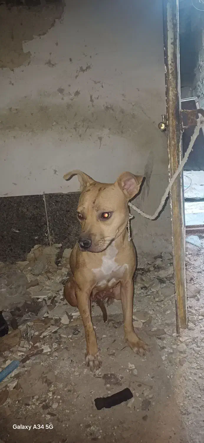 سگ پیتبول|سگ|بندر امام خمینی, |دیوار