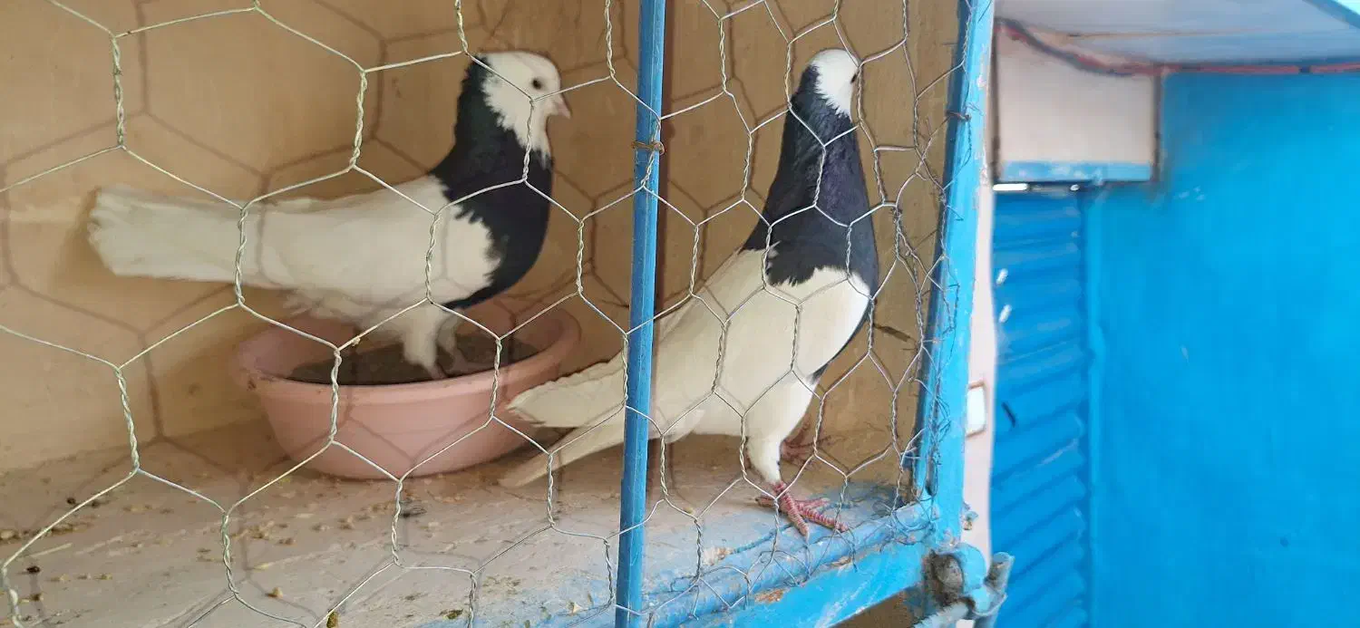 ۵ عدد طوقی سیاه ماده پاک|پرنده|عطاملک, |دیوار