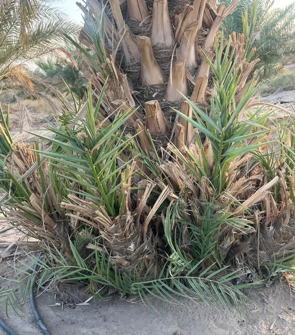 فروش پاجوش پیارم|گل و گیاه طبیعی|ایرانشهر, |دیوار