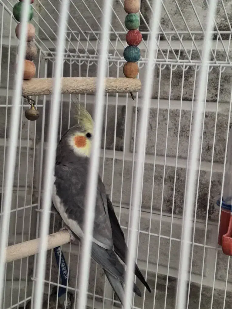 یک عدد عروس هلندی،ویک جفت فنچ با قفس|پرنده|شاهین‌شهر, شهرک گلدیس|دیوار