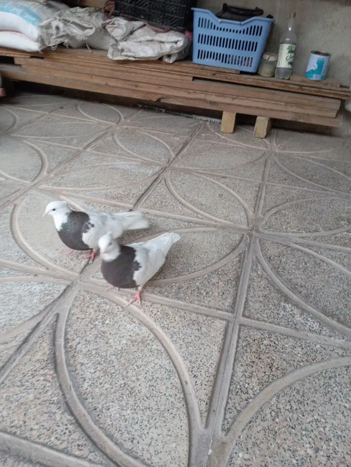 فروشی|پرنده|زرندیه, |دیوار