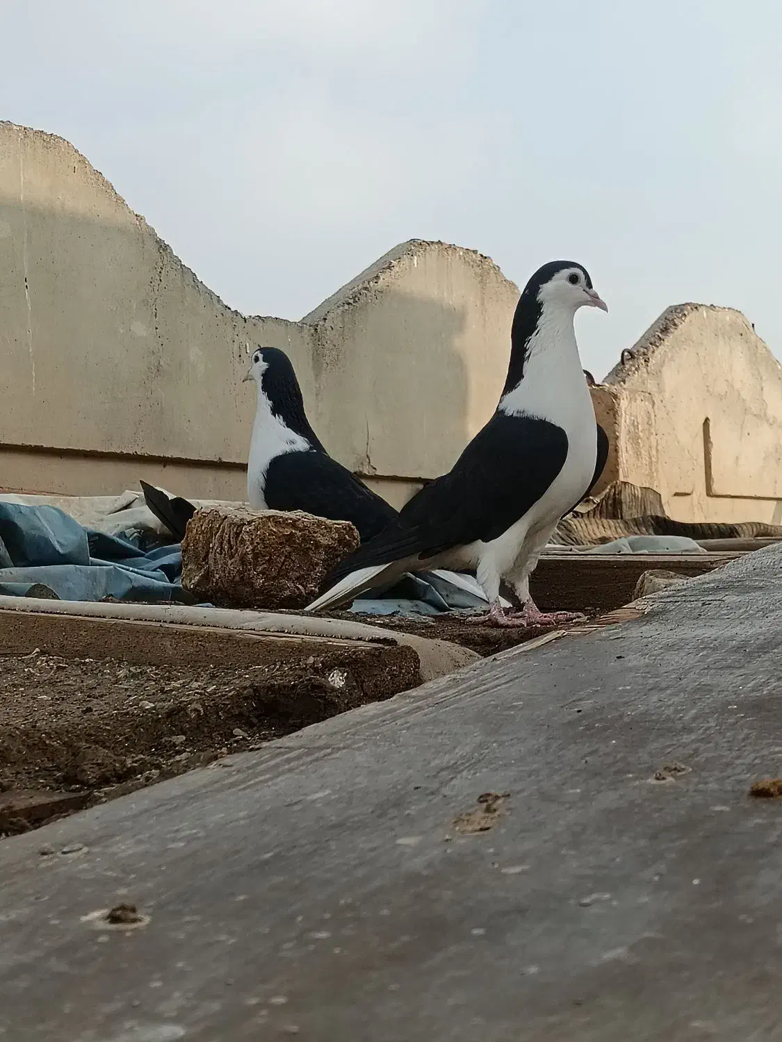 نروماده سیاپاک|پرنده|مشهد, شهرک شیرین|دیوار