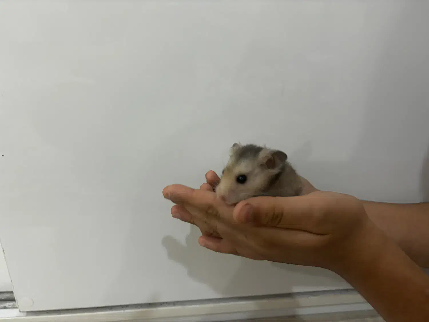 همستر اهلی|موش و خرگوش|اندیمشک, |دیوار