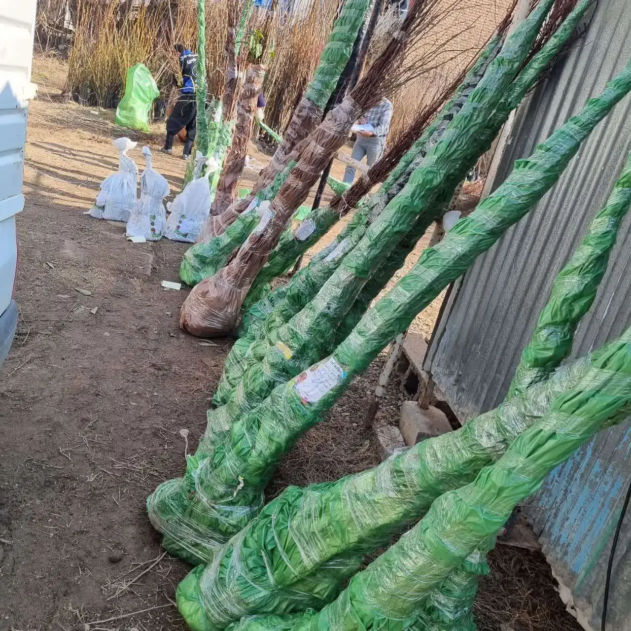 فروش نهال بادام اذریکساله فقط۵۰ هزار|خدمات باغبانی و درختکاری|بافت, |دیوار