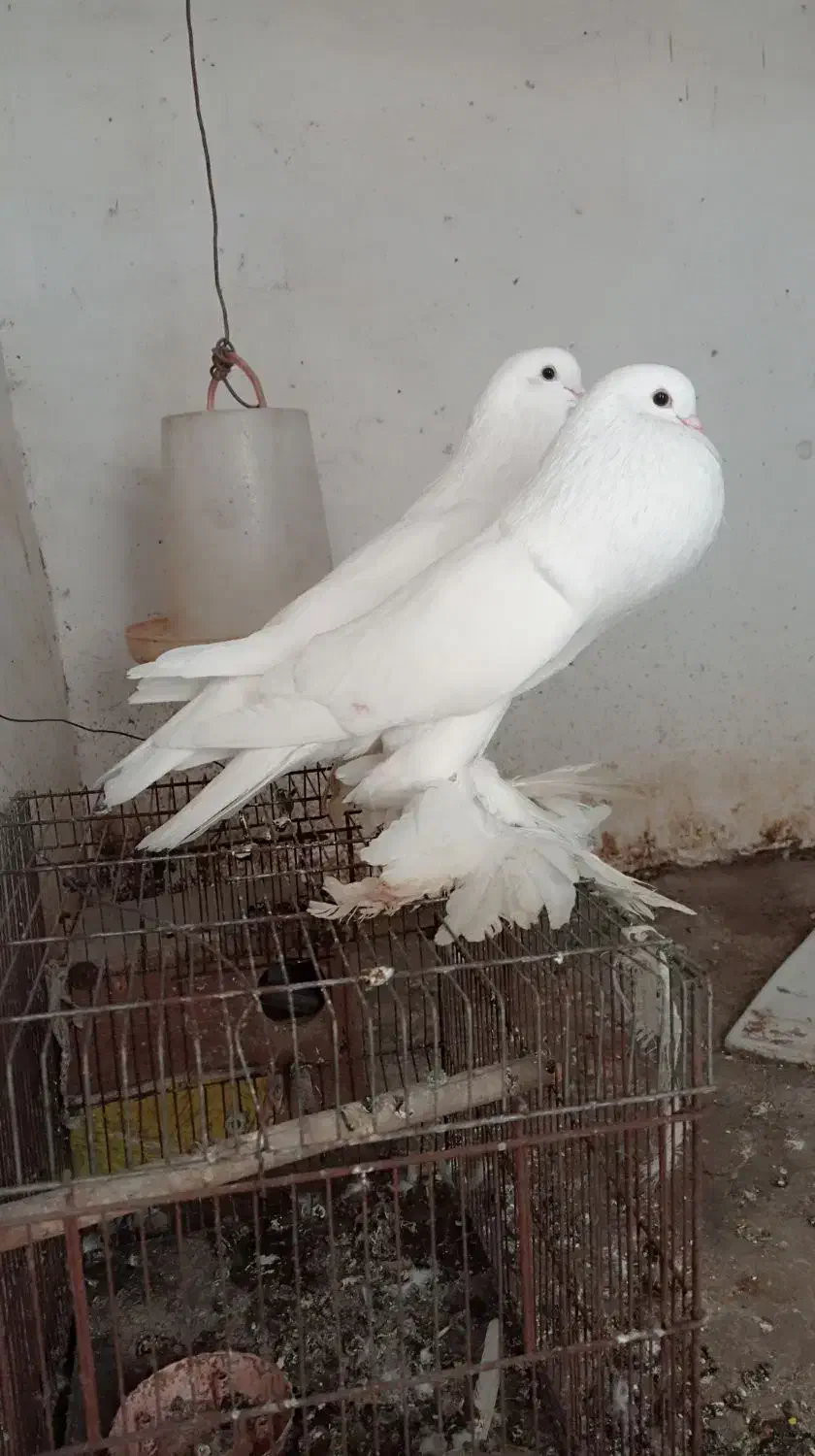 کبوتر بادکنکی|پرنده|دابودشت, |دیوار