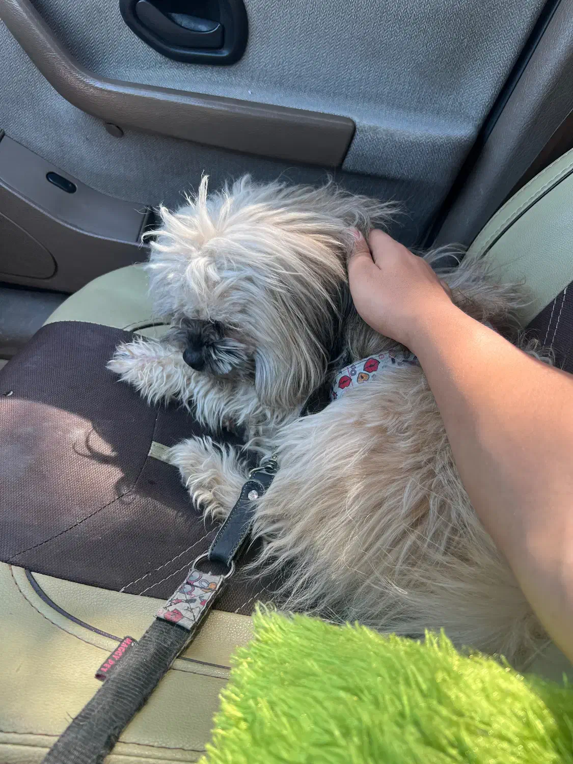 سگ شیتزو ۲ ساله|سگ|مریوان, |دیوار