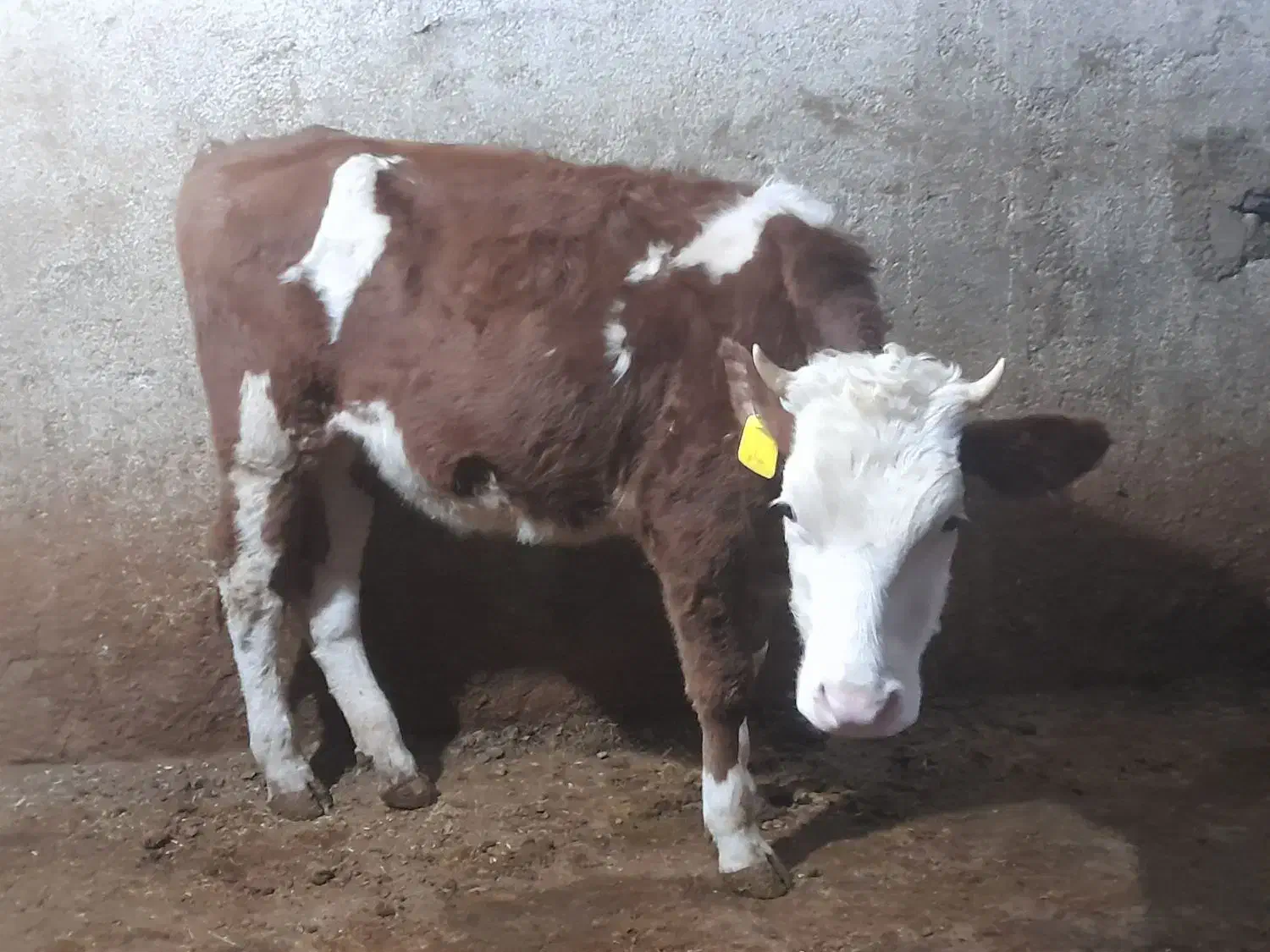 تلیسه سیمینتال|حیوانات مزرعه|کنگاور, |دیوار