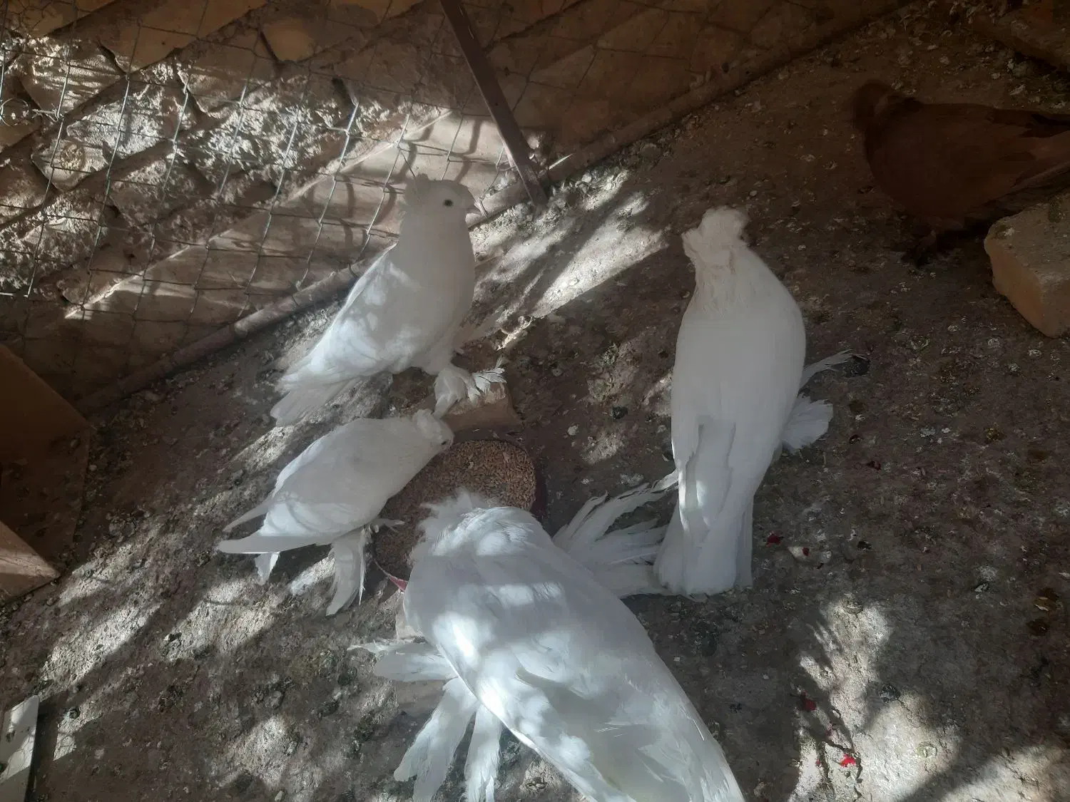 فروش کبوتر بخارایی سفید|پرنده|اردکان, |دیوار