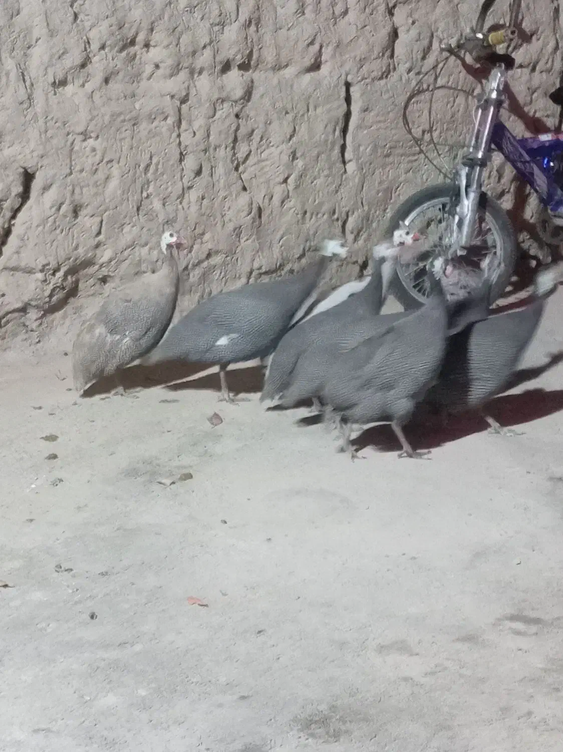 مرغ قرقابل|حیوانات مزرعه|چناران, |دیوار