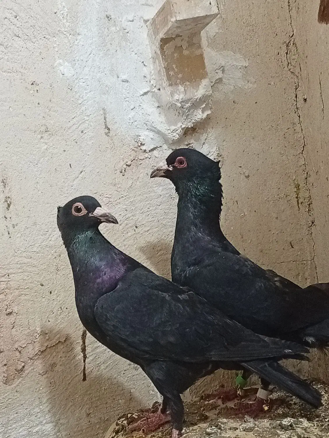 یک جفت کلاغ کلایی اصل سیستانی|پرنده|کرمان, |دیوار