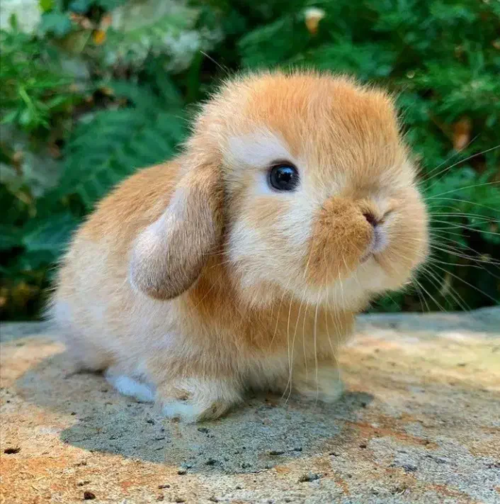 خرگوش اصیل لوپ مینیاتوری واکسن خورده و تربیت شده|موش و خرگوش|مشهد, احمدآباد|دیوار