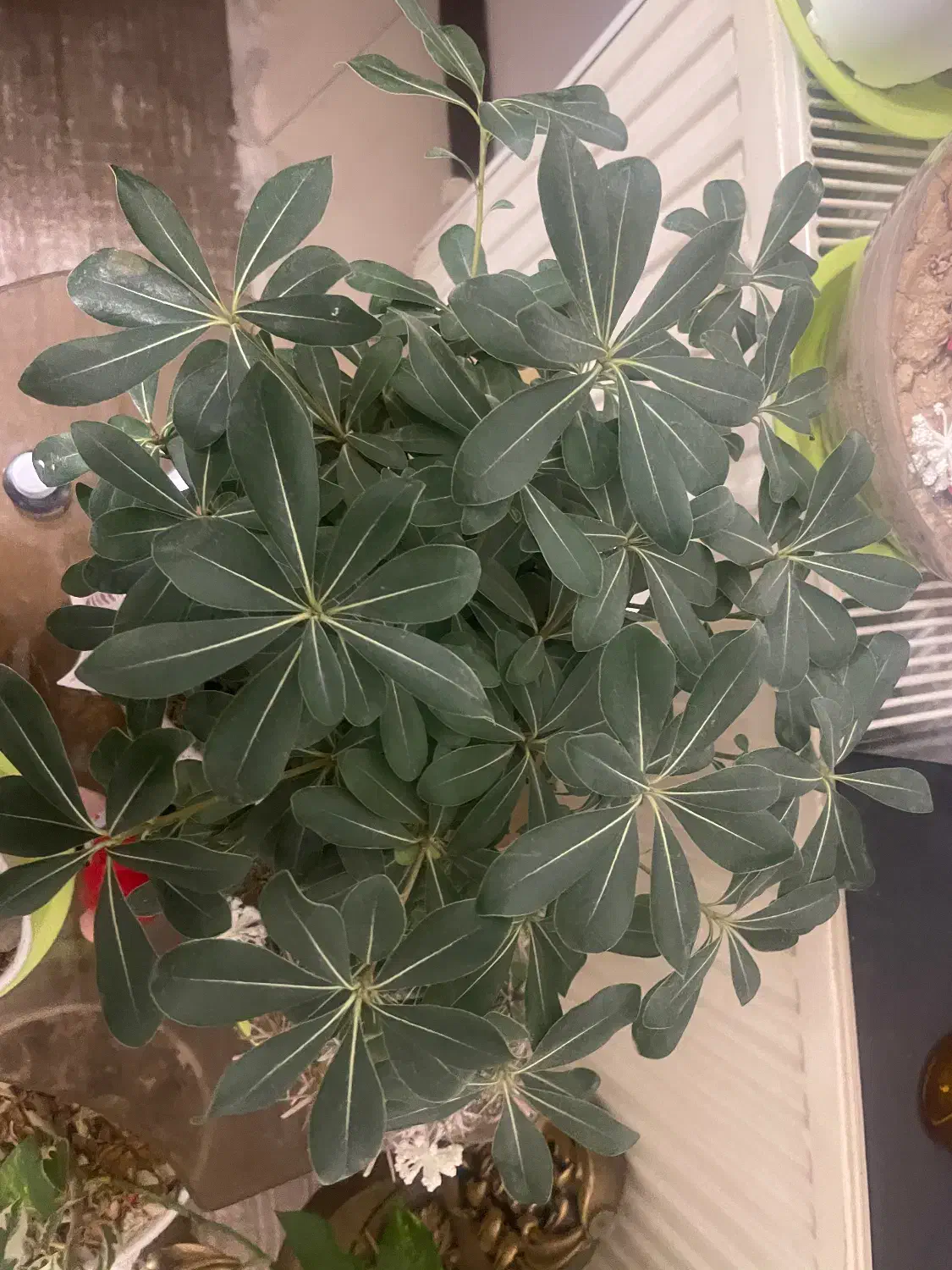 گل های شاد و خوشگل|گل و گیاه طبیعی|قم, سالاریه|دیوار