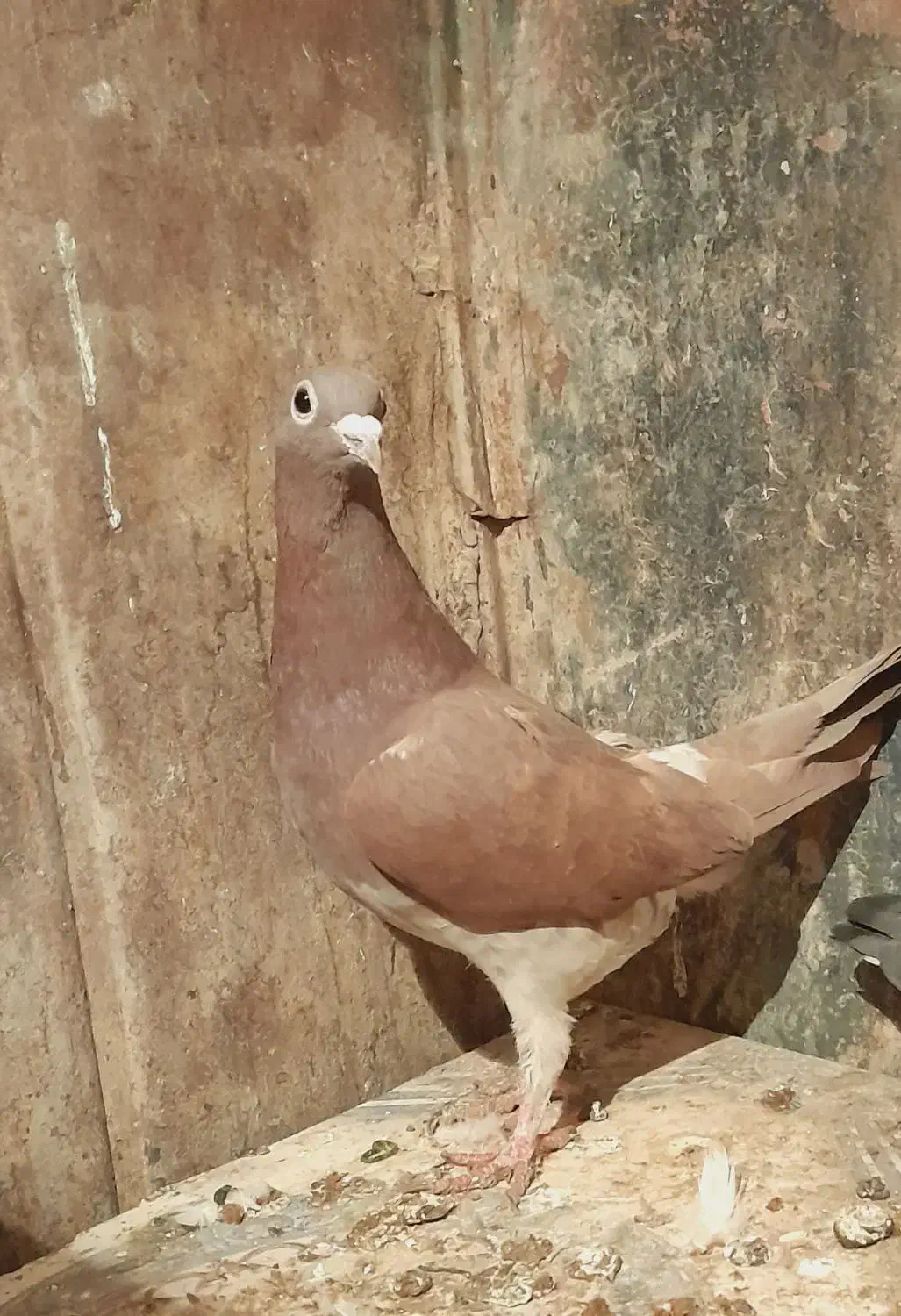 کبوتر نرو ماده گنجه معاوضه فقط با طوقی|پرنده|زابل, |دیوار