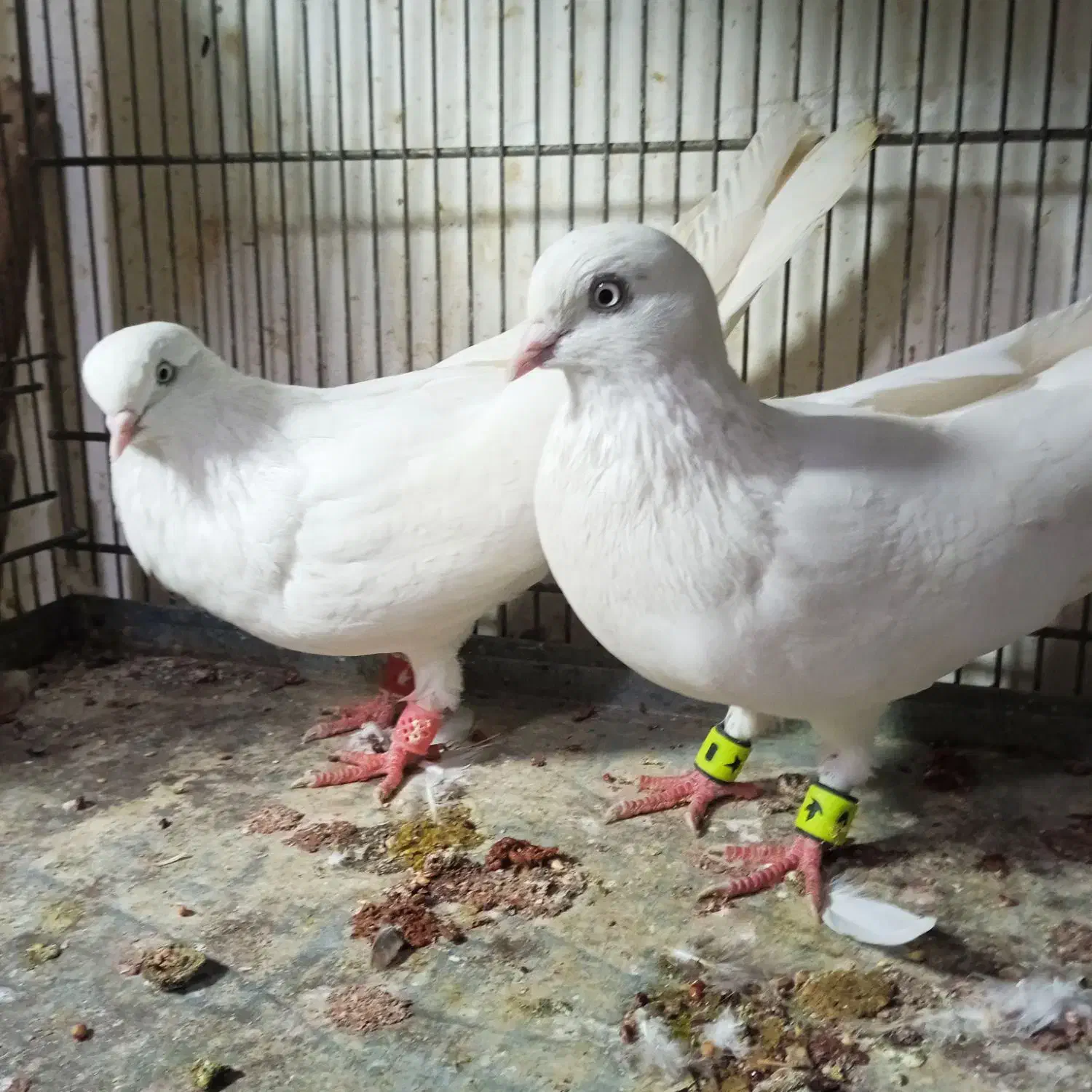 کبوتر بمبویی|پرنده|بوشهر, |دیوار