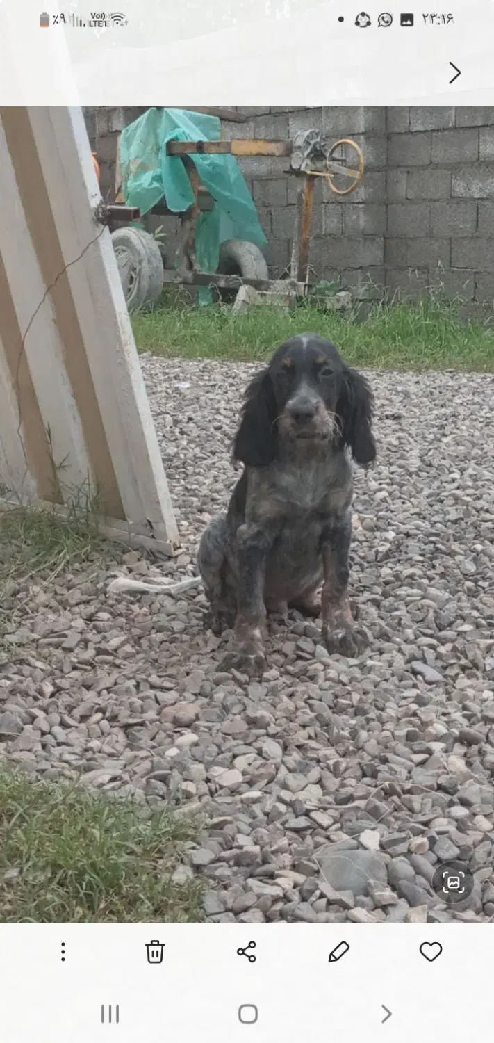 سگ شکاری سیتر فرانسه آموزش دیده چهارماه نر|سگ|رشت, حومه رشت|دیوار