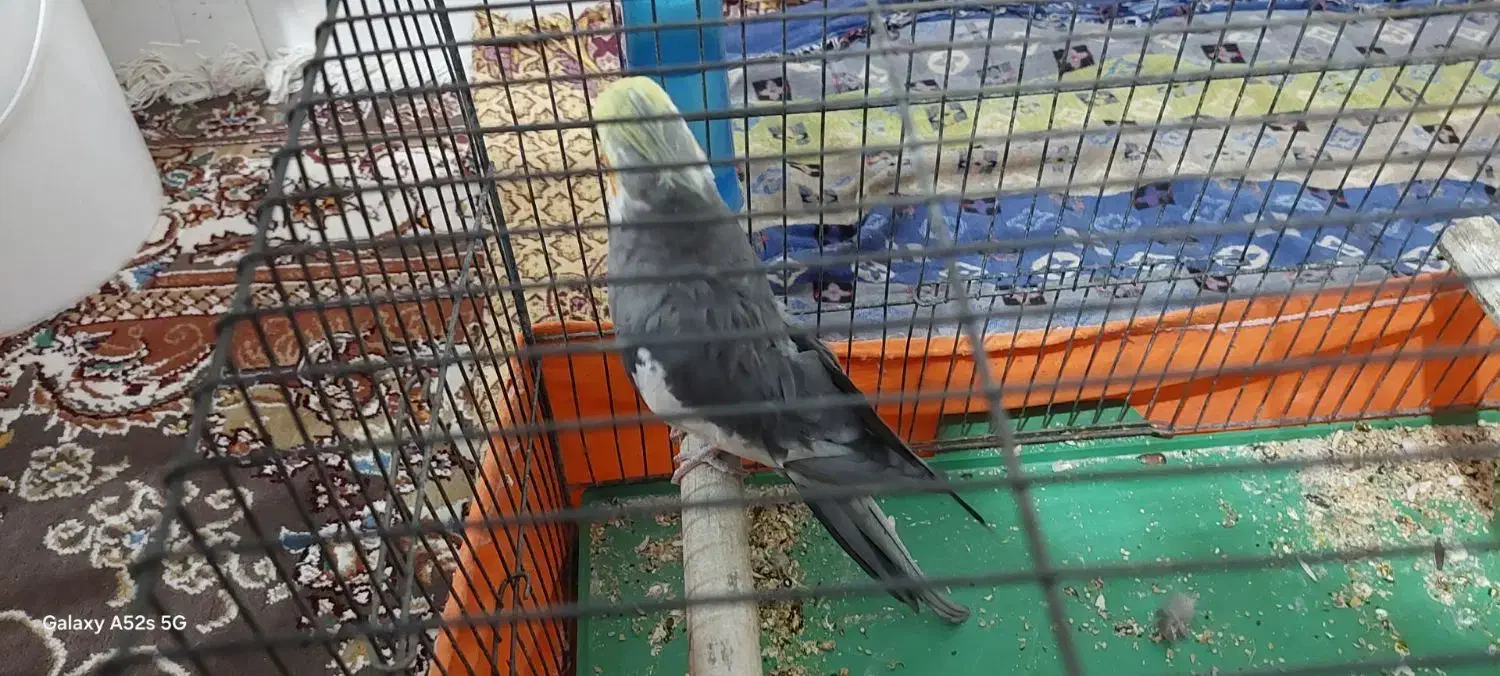 عروس هلندی نر بالغ|پرنده|تهران, شهرک رضویه|دیوار