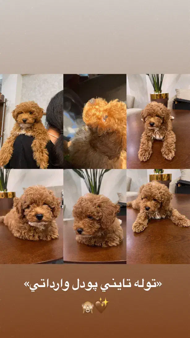 «توله تاینی پودل وارداتی»|سگ|کرمان, |دیوار