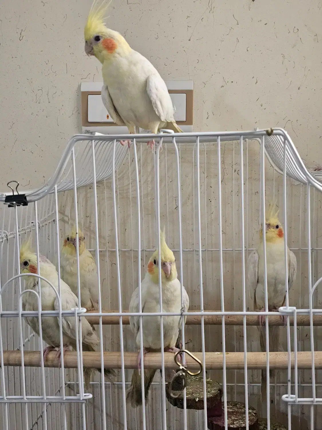 عروس هلندی|پرنده|بندرعباس, |دیوار