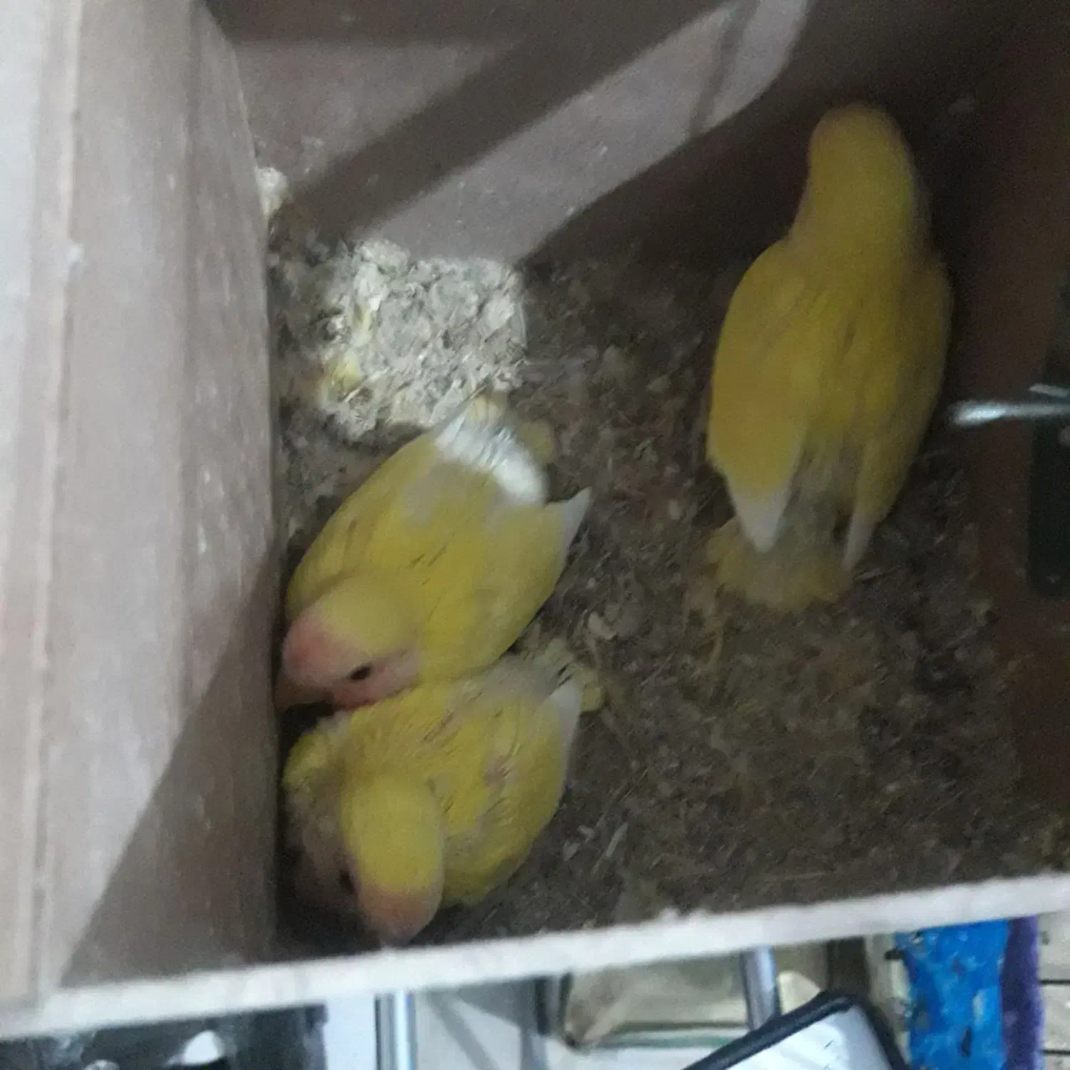 طوطی برزیلی سرلاکی|پرنده|سوسنگرد, |دیوار